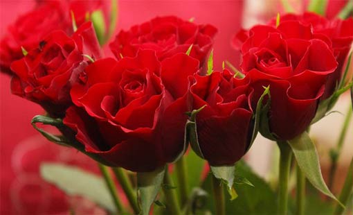 انتظار الورد